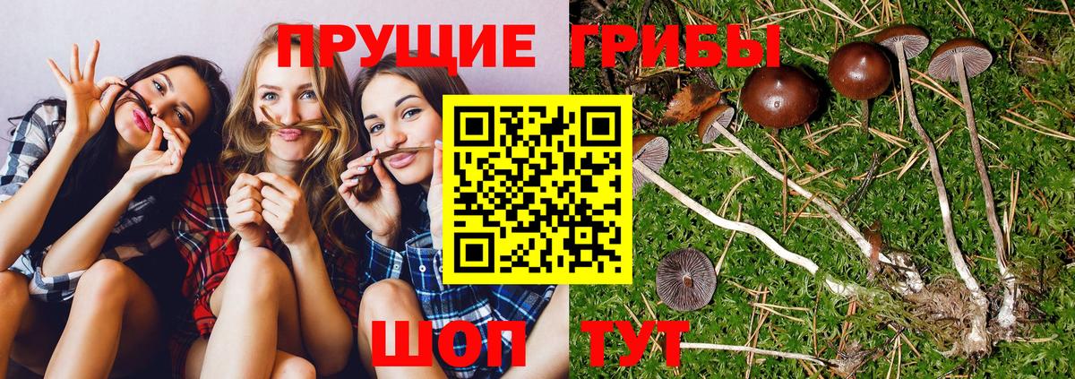 Галлюциногенные грибы Cubensis Новокубанск